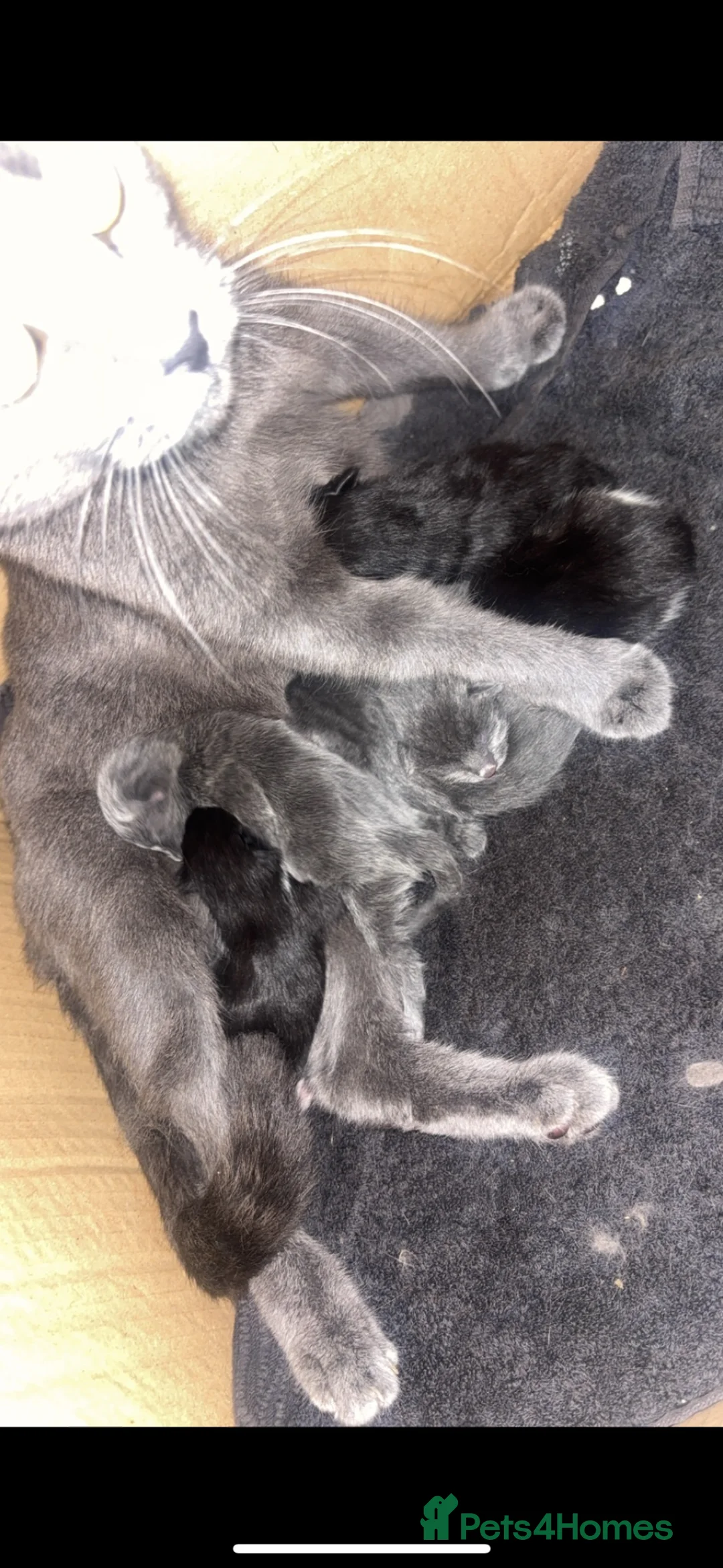 Mixed Breed cats for sale: 2 male 3 female in Tredegar - Advert 2