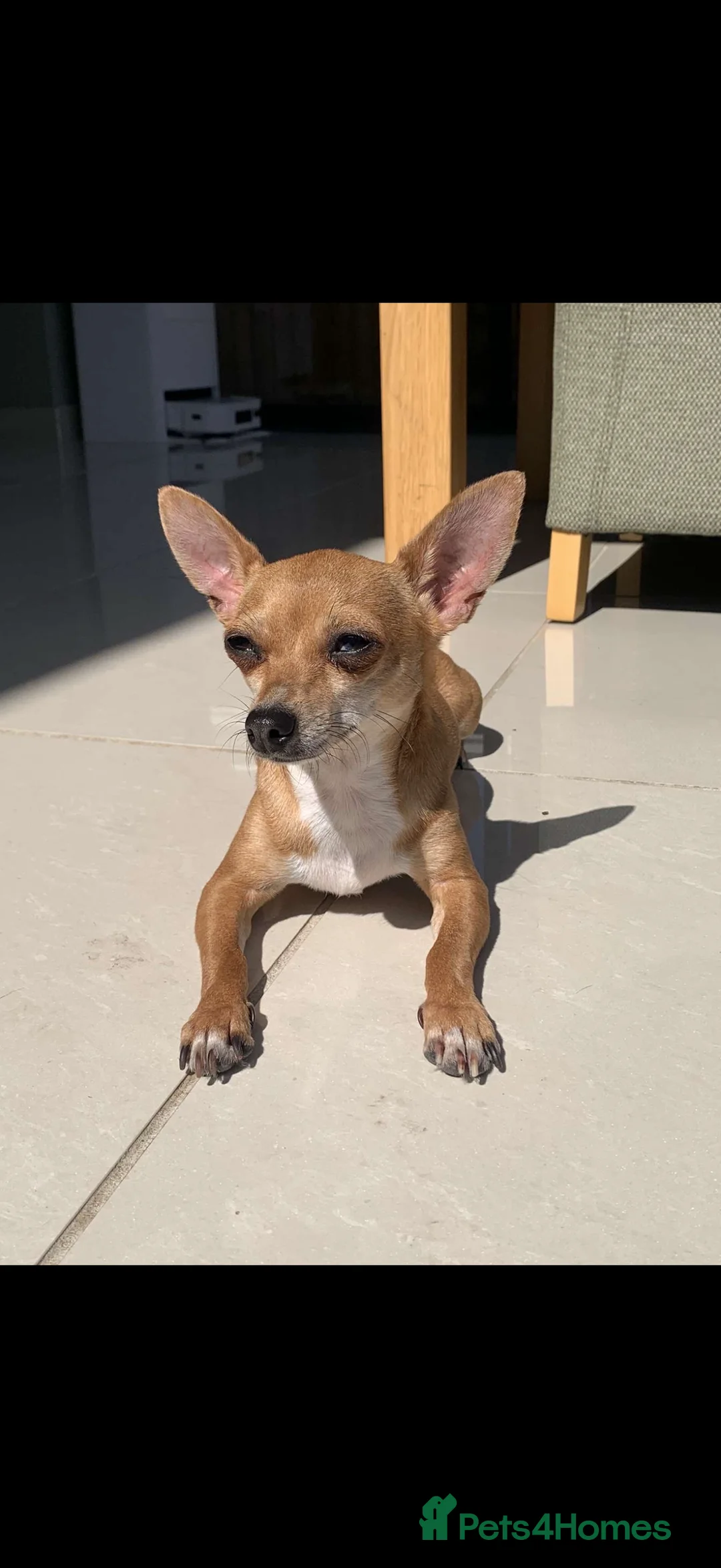 Chihuahua dogs for sale: Mum and daughter chihuahua must go together  - Advert 5