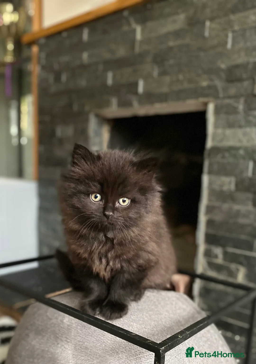 British Longhair cats for sale: Stunning litter of British long hair - Advert 6