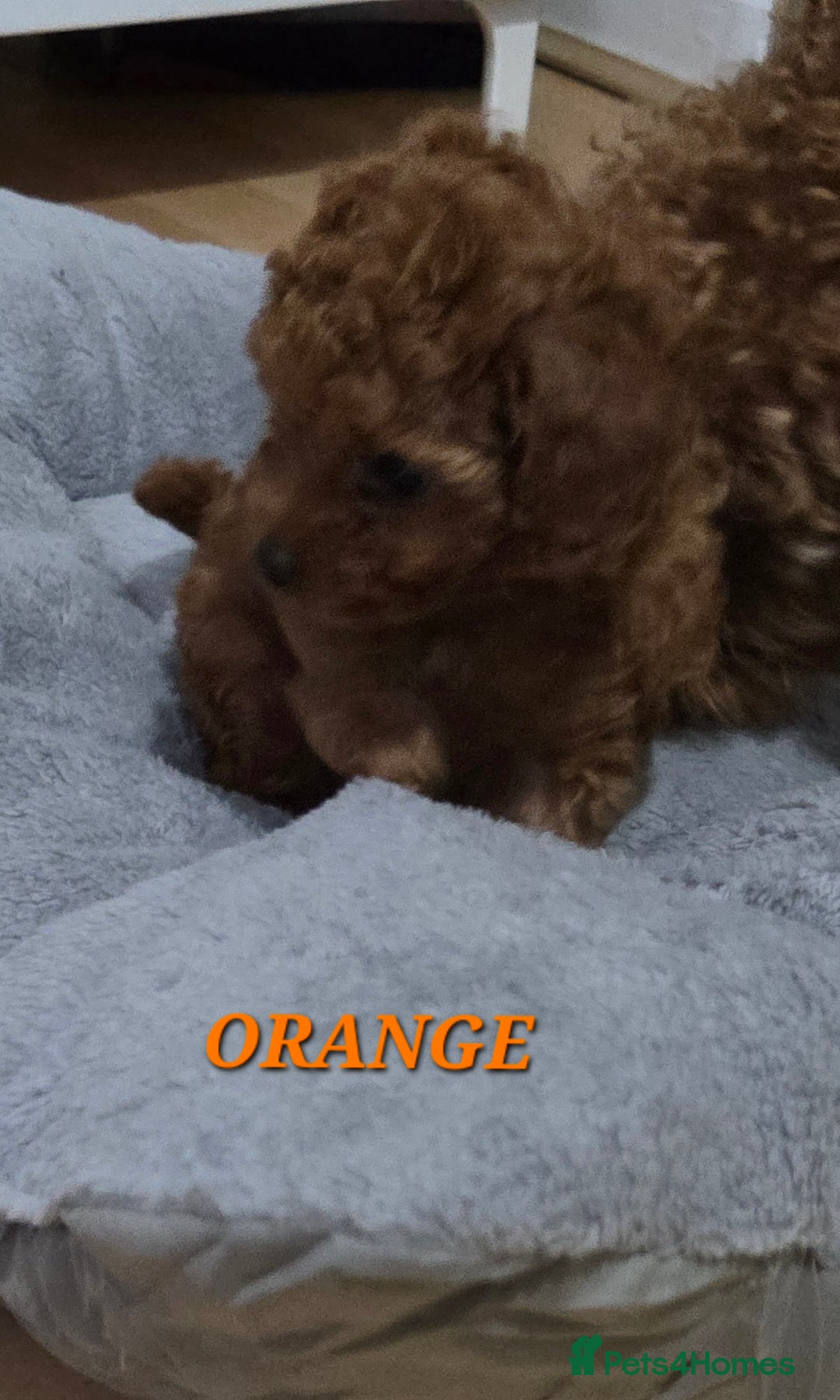 Mixed Breed dogs for sale: Toy / Aisan Poodle, Red Puppies - Advert 14