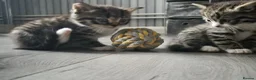 Mixed Breed cats for sale: Adorable little girls are looking for new home - Advert 9