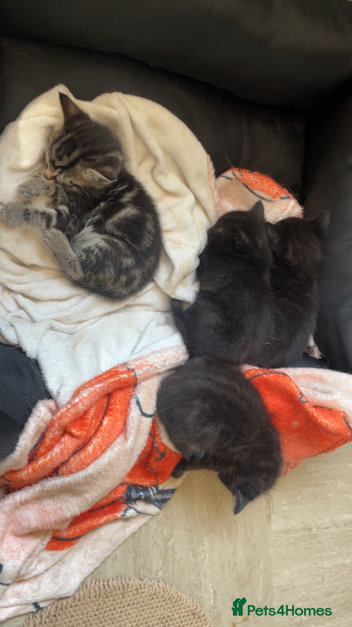 Mixed Breed cats Three kittens looking for loving homes  - Advert 1