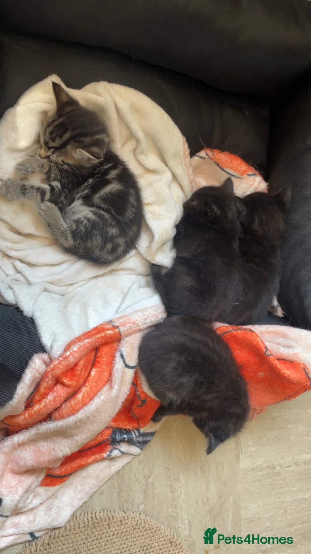 Mixed Breed cats for sale: Three kittens looking for loving homes  - Advert 1