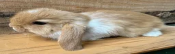 Mini Lop rabbits for sale: MINI LOP BUNNIES - PEDIGREE  in Ilminster - Advert 28