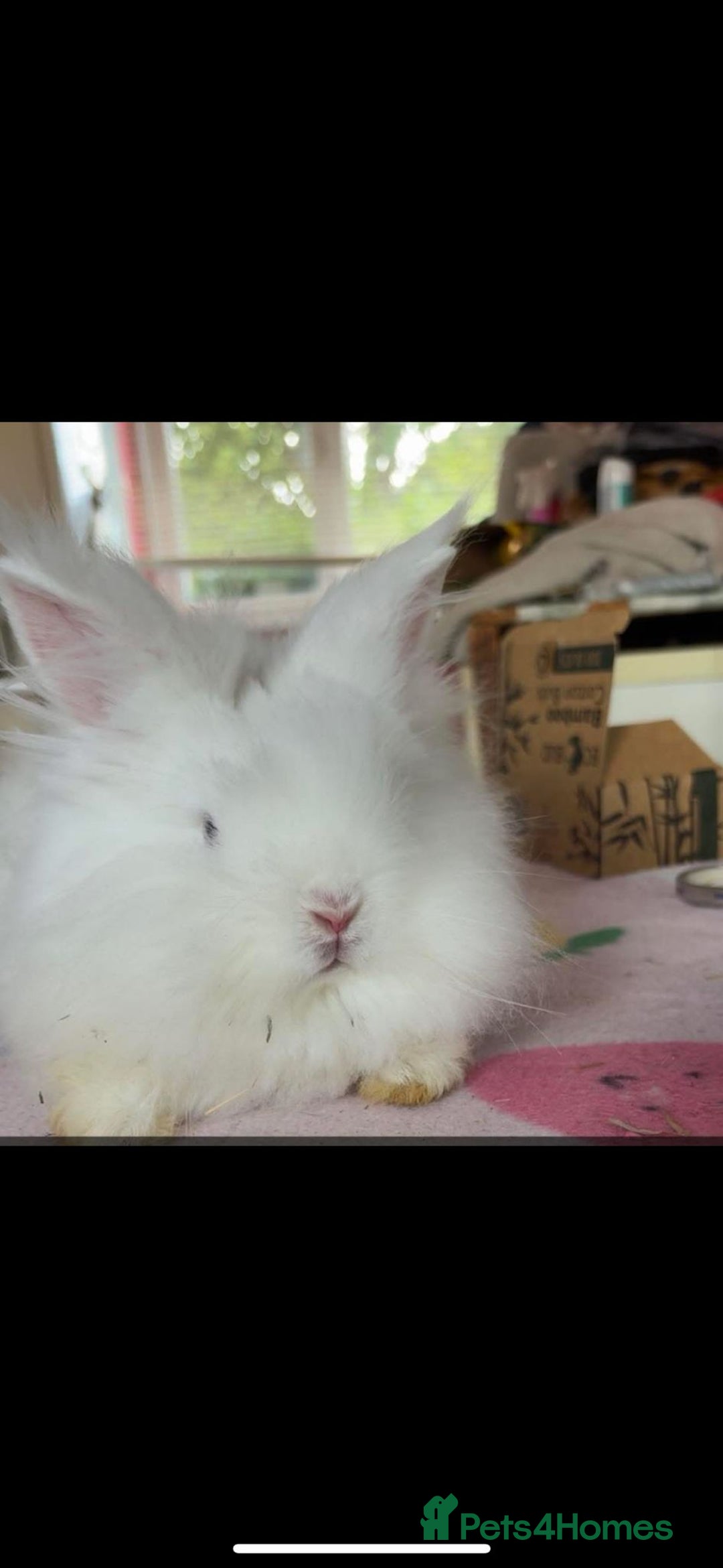 Mixed Breed rabbits for sale: Rescue Bunnies for Adoption  - Image 13