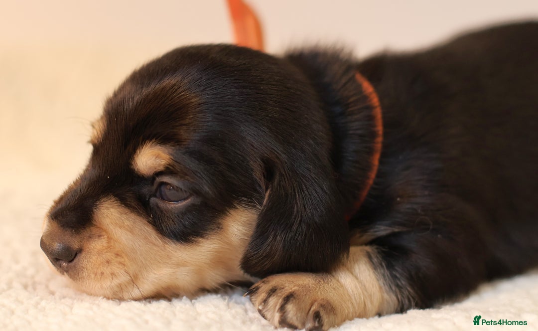 Miniature Dachshund dogs for sale: 5*Licensed+KC+PRAclear+VETchecked+Chocolate&Cream - Advert 15