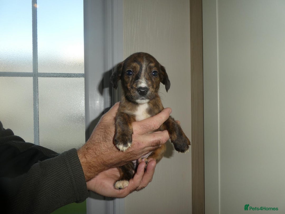 Mixed Breed dogs for sale: Springer x jack Russell  - Advert 5