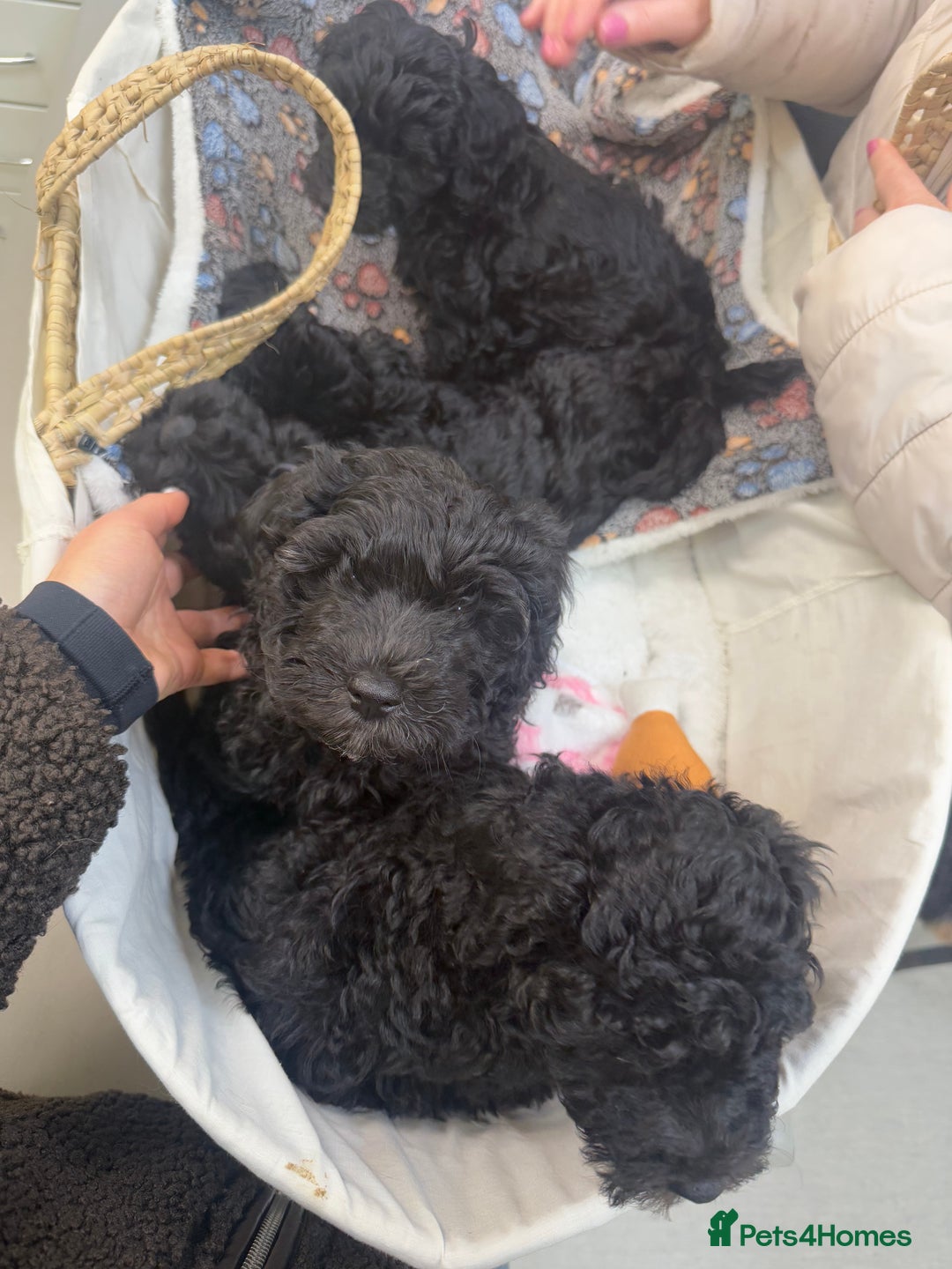 Cavapoo dogs for sale: Cavapoo puppies - Advert 12