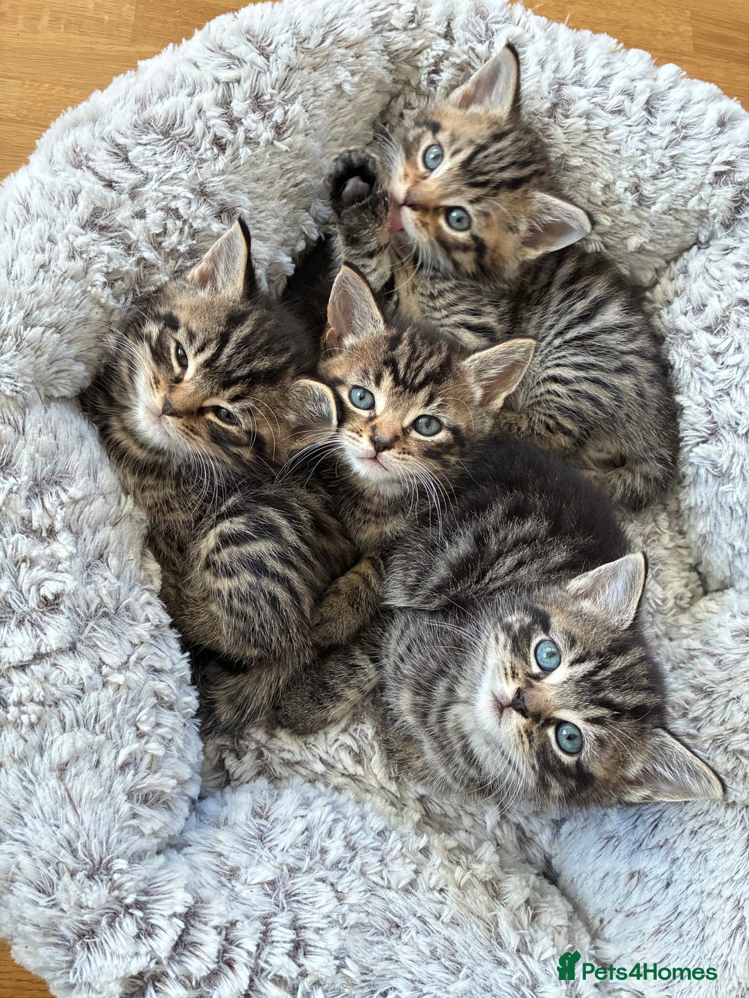 Domestic Shorthair cats for sale: Adorable kitten for sale  - Advert 7