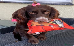 Cocker Spaniel dogs for sale: Working cocker spaniel  - Image 7