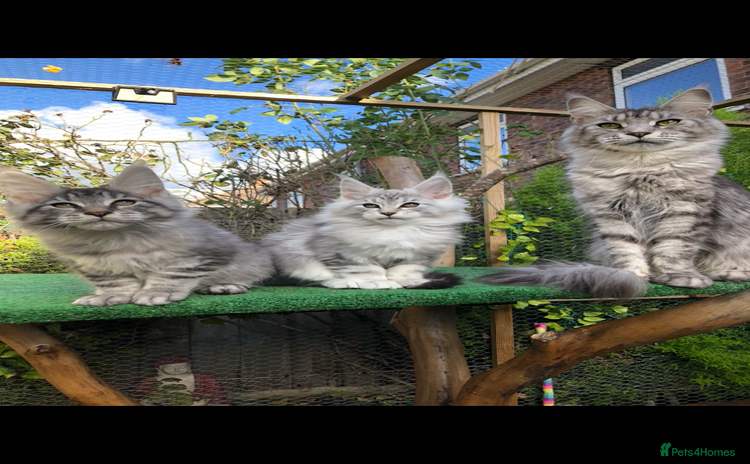 Maine Coon cats - Advert 3