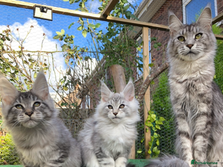 Maine Coon cats - Advert 17