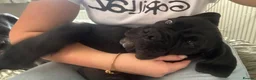 Cane Corso dogs for sale: CANE CORSO PUPPIES ready to leave/2 males - Advert 11