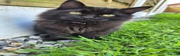 British Shorthair cats for sale:  British Cross Shorthair black Kittens - Advert 4