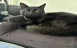 Ragdoll cats for sale: Sooty 1 year old male cat - Image 1