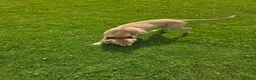 Mixed Breed dogs for sale: Labstaff in Wallington - Advert 3