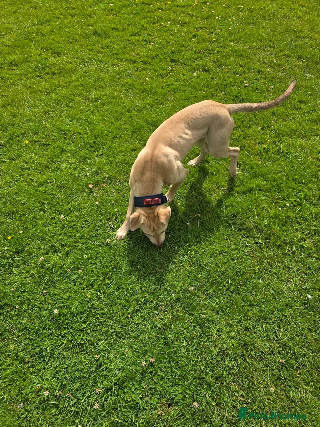 Mixed Breed dogs for sale: Labstaff in Wallington - Advert 3