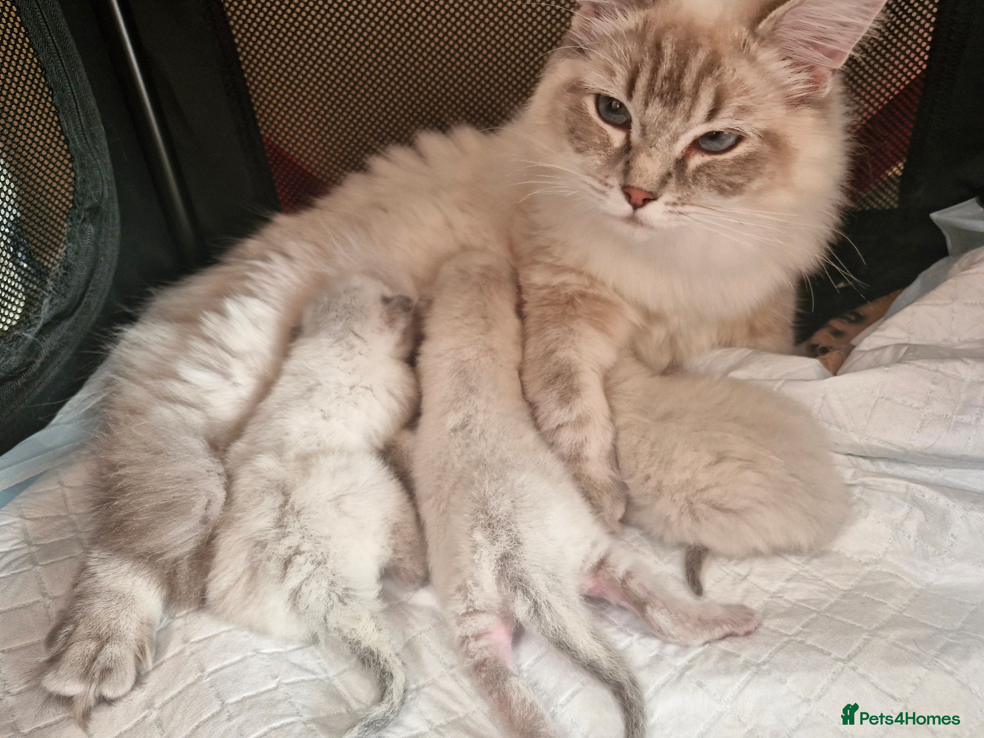 Ragdoll cats 💙Rare Lynx Point Purebred Ragdoll Kittens💙  - Advert 1