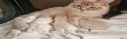 Ragdoll cats for sale: 💙Rare Lynx Point Purebred Ragdoll Kittens💙  - Advert 1