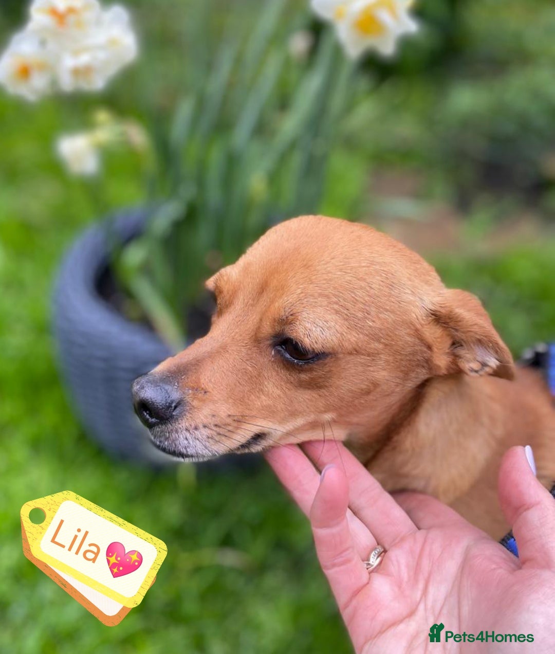 Chihuahua dogs for adoption: ❤️🐶 LILA – A Little  Soul Searching for Love 🐶❤️ - Image 10