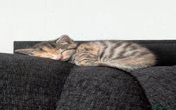 Manx cats for sale: Manx/Calico kittens for sale  - Image 5