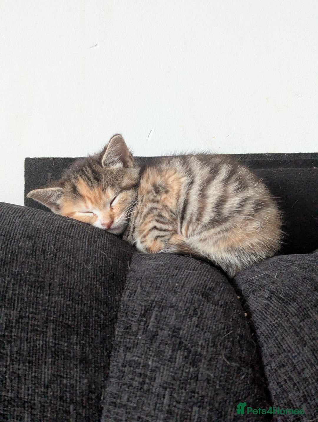 Manx cats for sale: Manx/Calico kittens for sale  - Image 5