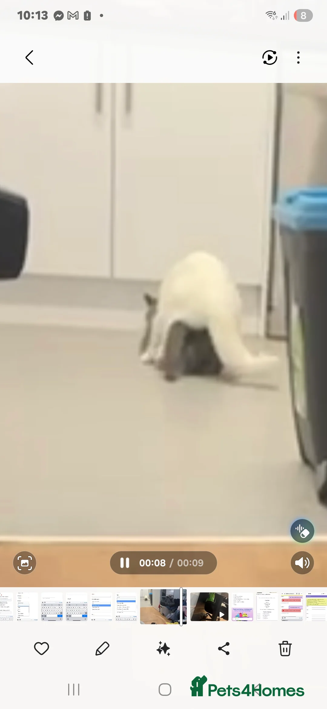 British Shorthair cats for stud: British Shorthair White Boy – proven stud service  - Advert 2