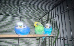 Parakeets birds for sale: Semi-tamed budgies  - Image 1
