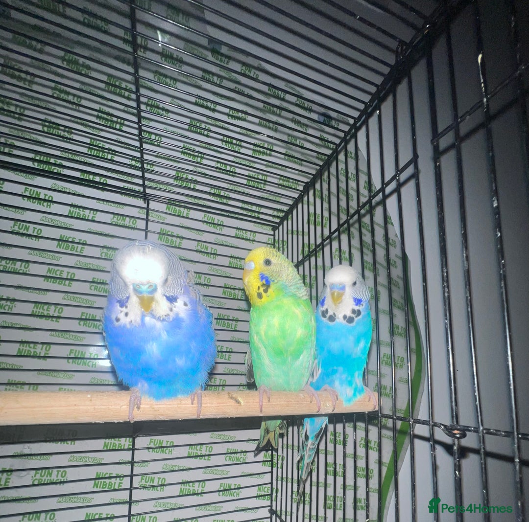 Parakeets birds for sale: Semi-tamed budgies  - Image 1