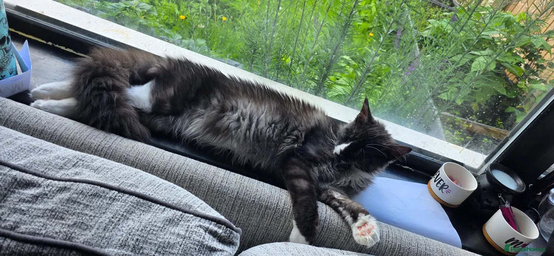 Maine Coon cats for sale: Beautiful Maine Coon Seeking Forever Lap - Advert 2