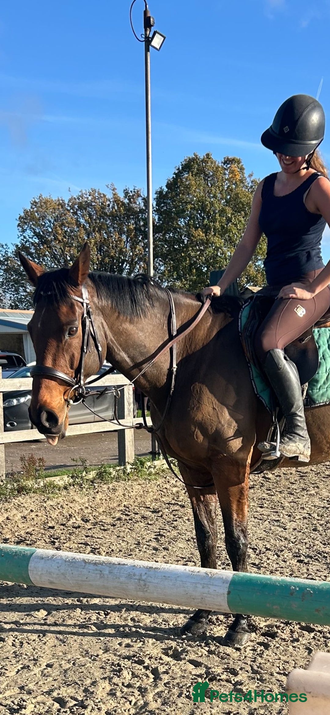 English Thoroughbred horses for sale: Super safe alrounder gelding  - Advert 24