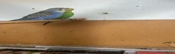 Budgerigars birds for sale: Lovely violet and green budgie - Advert 6