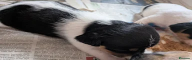 Jack Russell 5