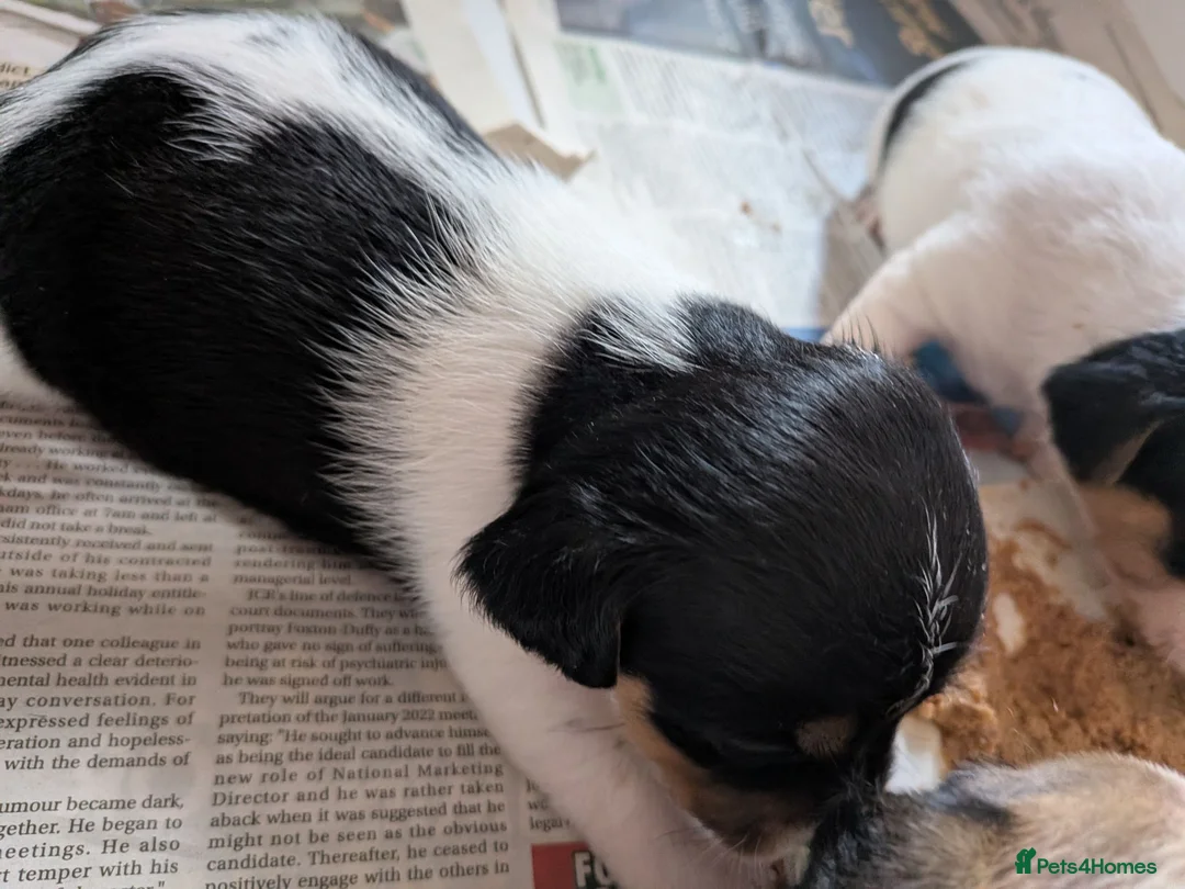 Jack Russell dogs for sale: Docked (vet papers)Traditioal Jack Russel  - Advert 37
