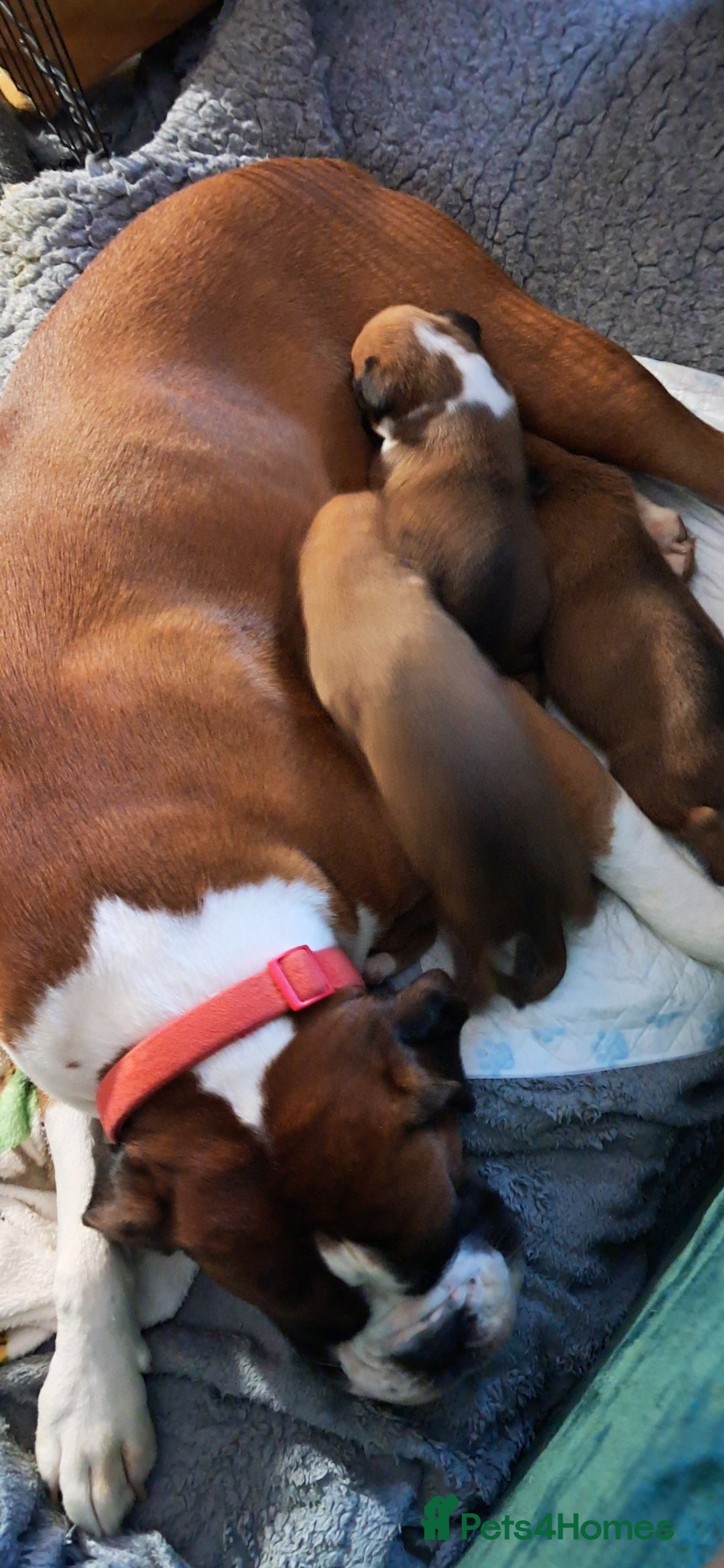 Boxer dogs for sale: Boxer babies ❤️ - Advert 16