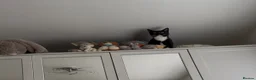 Mixed Breed cats for sale:  Kano - The Sweetest, Most Loving Soul - Advert 8