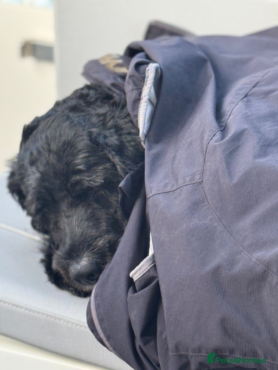 Portuguese Water Dog dogs for sale: ARTSEADOG KC registered Pure Portuguese Waterdogs - Image 27