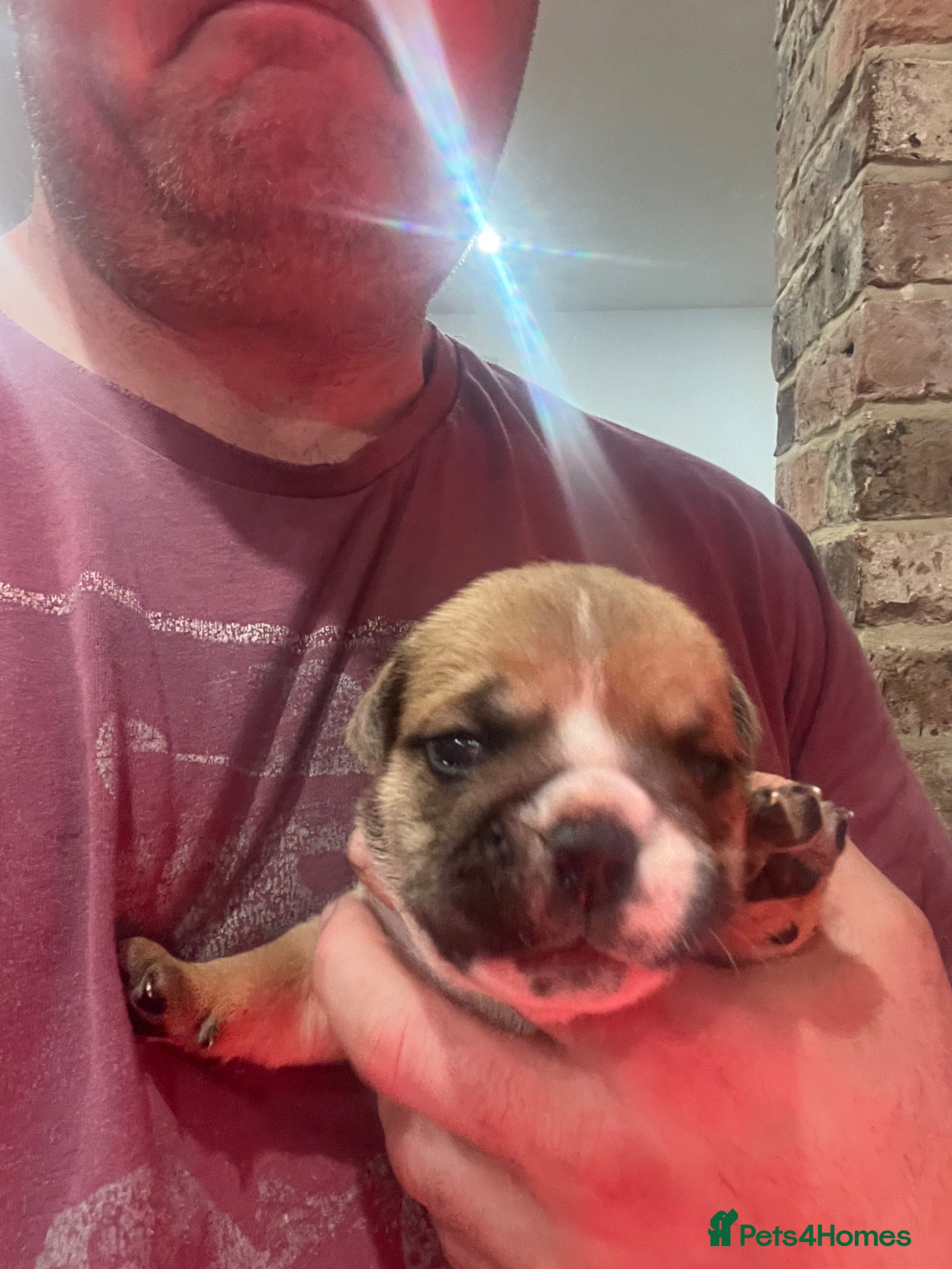 English Bulldog dogs red and white bulldog pupps  - Advert 2