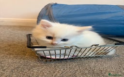 Mixed Breed cats for sale: White fluffy kittens for sale  - Image 5