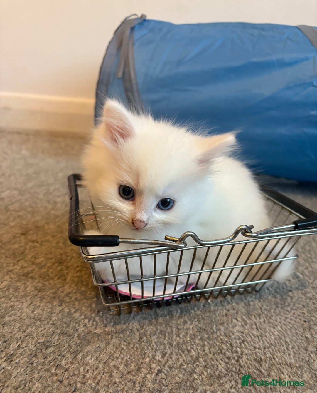 Mixed Breed cats for sale: White fluffy kittens for sale  - Image 5