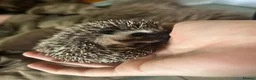 Pygmy Hedgehog rodents for sale: Two Gorgeous Hoglets for Loving Forever Homes - Advert 6