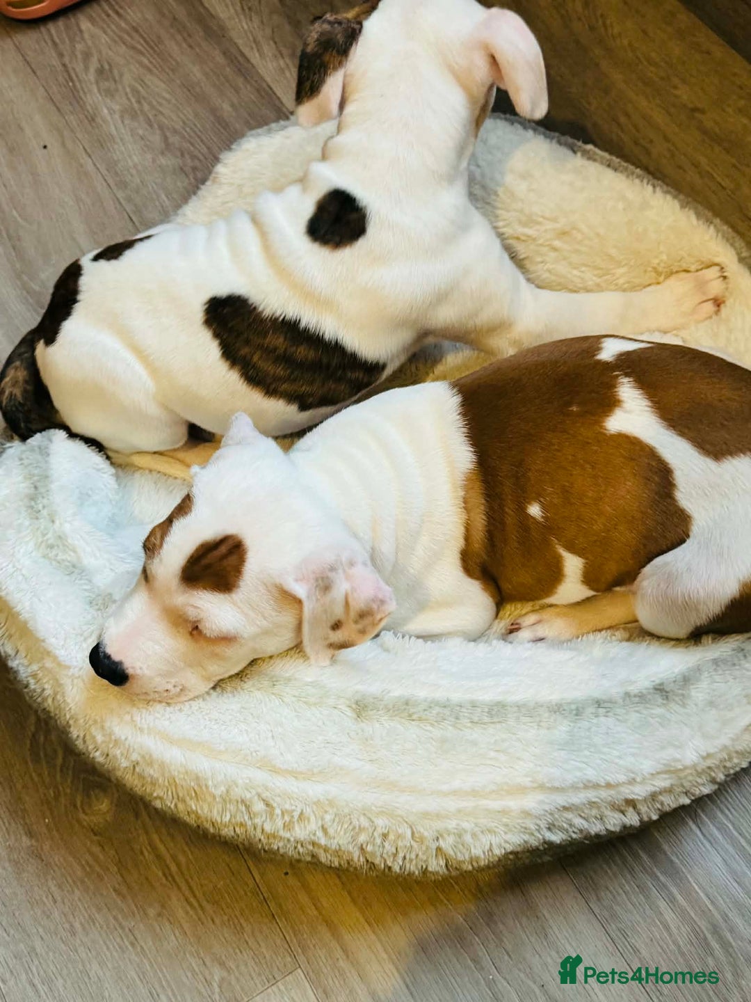 Staffordshire Bull Terrier dogs for sale: Staffordshire puppies  - Advert 9