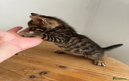 Bengal cats for sale: Mixed Bengal x Tabby - Image 17