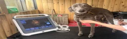 Mixed Breed dogs for sale: Bedlington whippet greyhound pups - Advert 4