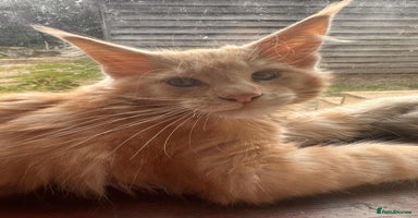 Maine Coon cats - Advert 16