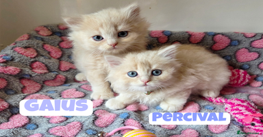 British Shorthair cats - Advert 13