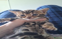 Bengal cats for sale: Brown Clouded Top Quality Bengals - Image 16