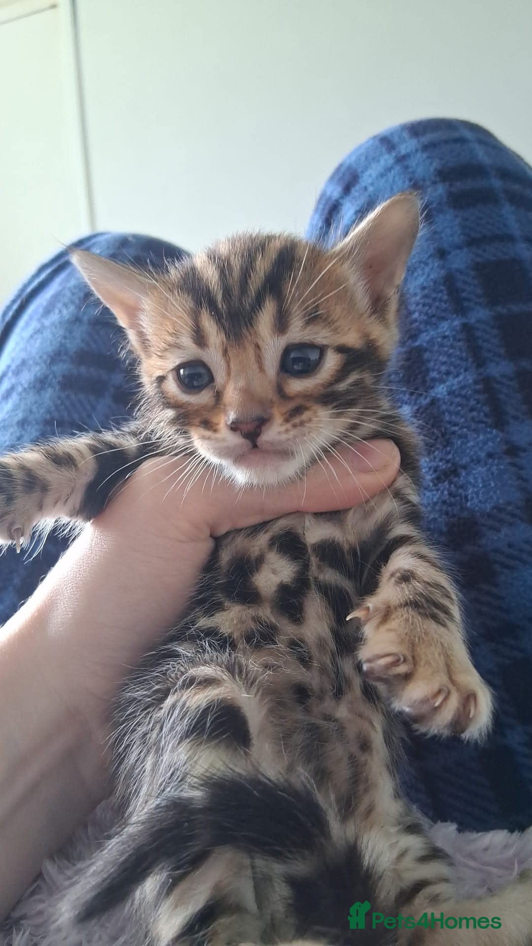 Bengal cats for sale: Brown Clouded Top Quality Bengals - Image 16