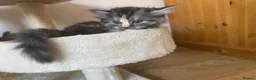 Persian cats for sale: Persian cross kittens - Advert 2