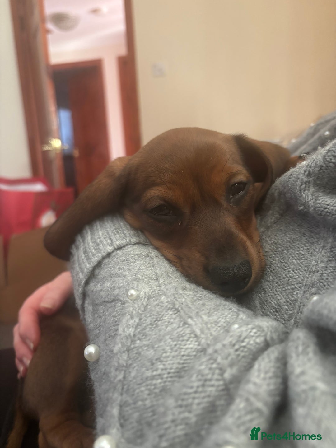 Miniature Dachshund dogs for sale: Miniature shaded red boy available now  - Advert 6